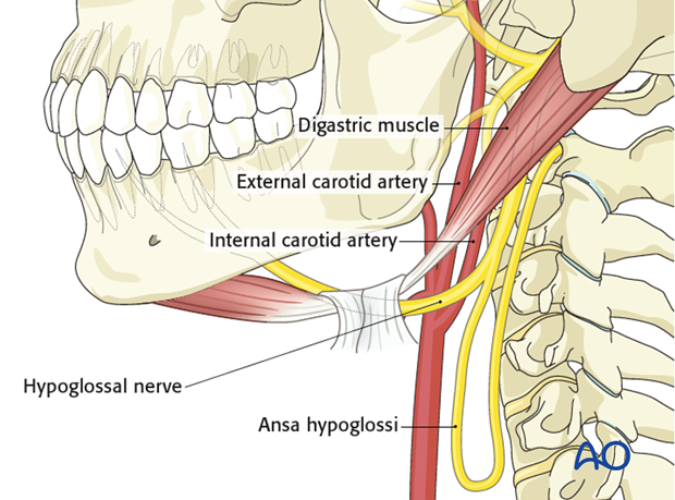 همه چیز درباره ی آناتومی عصب هایپوگلوسال Hypoglossal Nerve