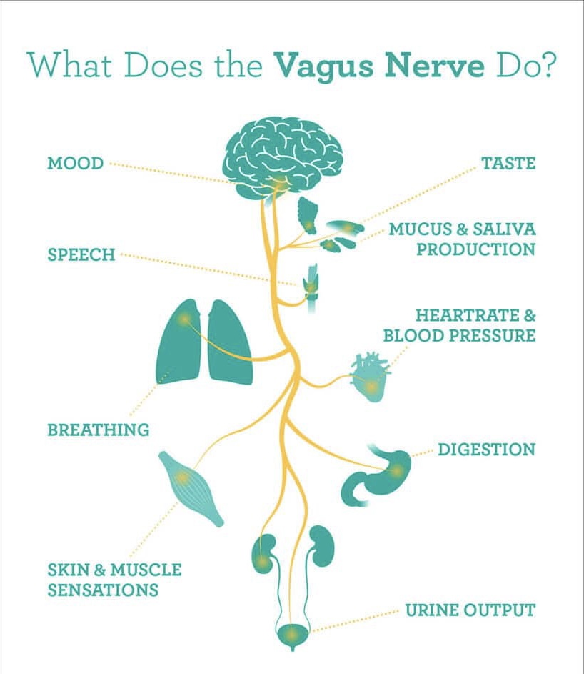 عصب واگ چیست؟ Vagus Nerve